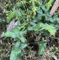 Arum italicum at Kangaroo Valley, NSW - suppressed