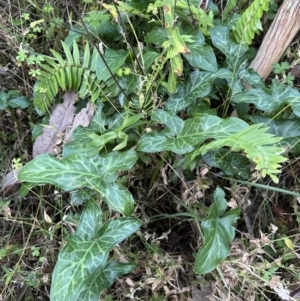 Arum italicum at Kangaroo Valley, NSW - suppressed