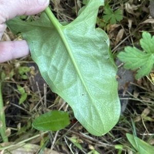 Arum italicum at Kangaroo Valley, NSW - suppressed