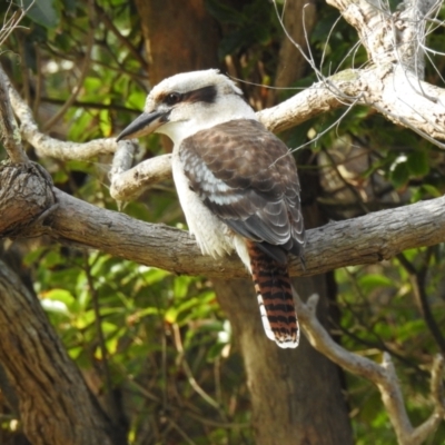 Dacelo novaeguineae (Laughing Kookaburra) at Mallacoota, VIC - 3 Jun 2023 by GlossyGal