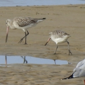 Limosa lapponica at Mallacoota, VIC - 2 Jun 2023 02:51 PM
