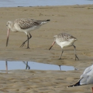 Limosa lapponica at Mallacoota, VIC - 2 Jun 2023