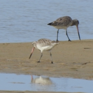 Limosa lapponica at Mallacoota, VIC - 2 Jun 2023