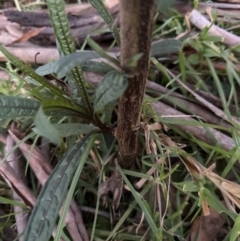 Solanum aviculare (Kangaroo Apple) at Kangaroo Valley, NSW - 6 Jun 2023 by lbradley