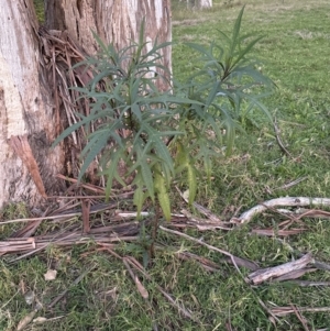 Solanum aviculare at Kangaroo Valley, NSW - suppressed