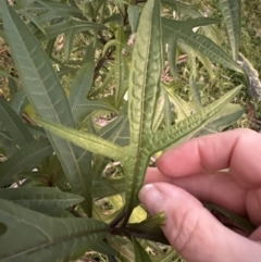 Solanum aviculare at Kangaroo Valley, NSW - suppressed