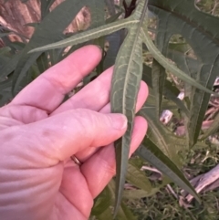 Solanum aviculare at Kangaroo Valley, NSW - suppressed