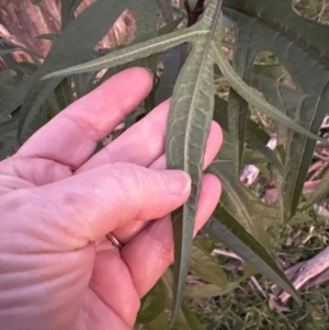 Solanum aviculare at Kangaroo Valley, NSW - suppressed