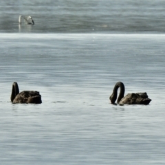 Cygnus atratus at Mallacoota, VIC - 2 Jun 2023