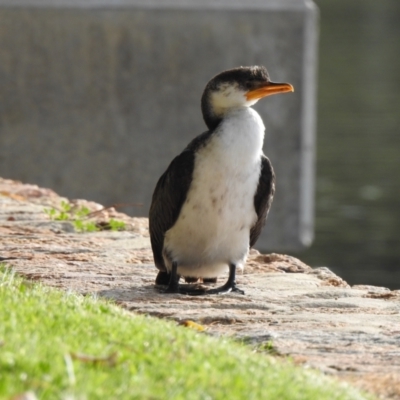 Microcarbo melanoleucos (Little Pied Cormorant) at Mallacoota, VIC - 2 Jun 2023 by GlossyGal