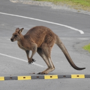 Macropus giganteus at Mallacoota, VIC - 2 Jun 2023