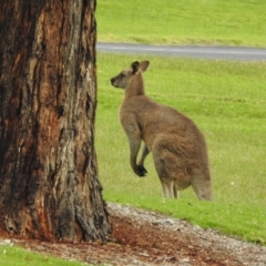 Macropus giganteus at Mallacoota, VIC - 2 Jun 2023