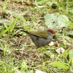 Neochmia temporalis (Red-browed Finch) at Mallacoota, VIC - 3 Jun 2023 by GlossyGal