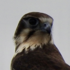 Falco berigora (Brown Falcon) at Mallacoota, VIC - 2 Jun 2023 by GlossyGal