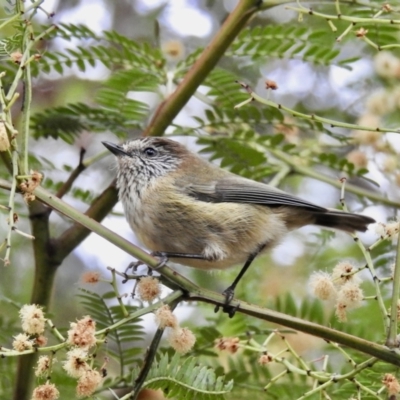 Acanthiza lineata (Striated Thornbill) at Mallacoota, VIC - 3 Jun 2023 by GlossyGal