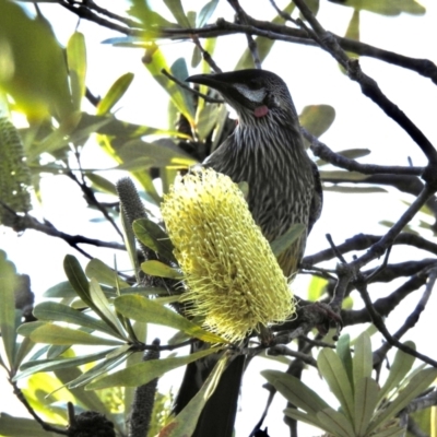 Anthochaera carunculata (Red Wattlebird) at Mallacoota, VIC - 3 Jun 2023 by GlossyGal