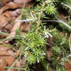 Leucopogon juniperinus (Long Flower Beard-Heath) at Bournda, NSW - 5 Jun 2023 by Steve63