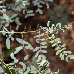 Indigofera australis subsp. australis (Australian Indigo) at Bournda, NSW - 5 Jun 2023 by Steve63