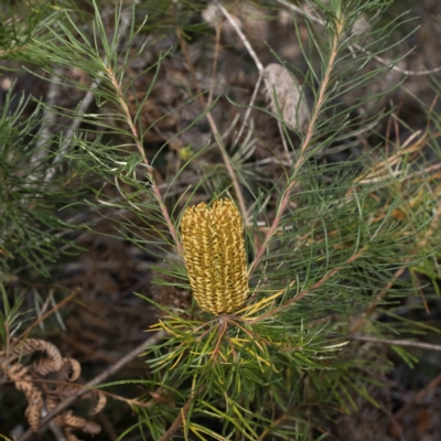 Banksia spinulosa var. spinulosa (Hairpin Banksia) at Bournda Nature Reserve - 6 Jun 2023 by Steve63