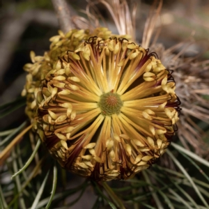 Banksia spinulosa var. spinulosa at Bournda, NSW - 6 Jun 2023