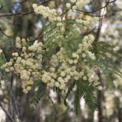 Acacia terminalis subsp. Glabrous form (M.Hancock 94) (Sunshine Wattle) at Bournda Nature Reserve - 6 Jun 2023 by Steve63