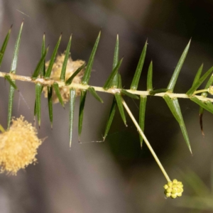 Acacia ulicifolia at Bournda, NSW - 6 Jun 2023