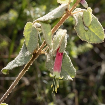 Correa reflexa var. reflexa (Common Correa, Native Fuchsia) at Bournda Nature Reserve - 6 Jun 2023 by Steve63