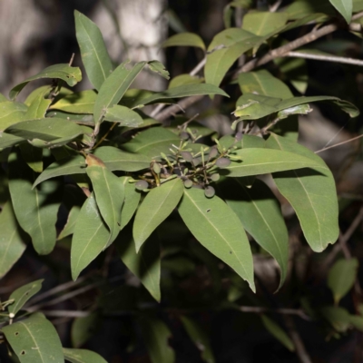 Notelaea venosa (Large Mock Olive) at Bournda Nature Reserve - 6 Jun 2023 by Steve63