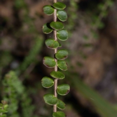 Platysace lanceolata at Bournda, NSW - 6 Jun 2023