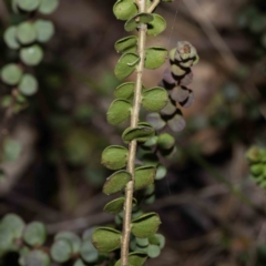 Platysace lanceolata at Bournda, NSW - 6 Jun 2023