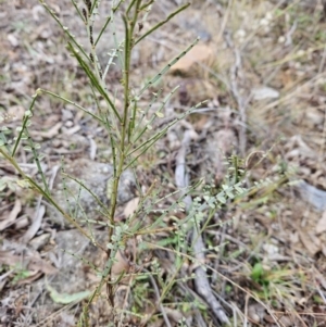 Indigofera adesmiifolia at Stromlo, ACT - 6 Jun 2023