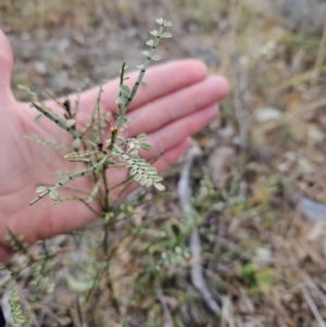 Indigofera adesmiifolia at Stromlo, ACT - 6 Jun 2023