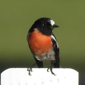 Petroica boodang at Mallacoota, VIC - 3 Jun 2023 01:12 PM