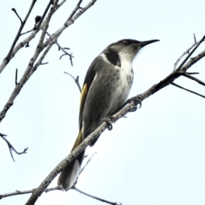 Phylidonyris pyrrhopterus at Mallacoota, VIC - 4 Jun 2023