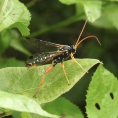 Echthromorpha intricatoria (Cream-spotted Ichneumon) at Mallacoota, VIC - 4 Jun 2023 by GlossyGal