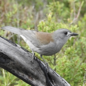 Colluricincla harmonica at Mallacoota, VIC - 4 Jun 2023