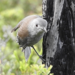 Colluricincla harmonica at Mallacoota, VIC - 4 Jun 2023