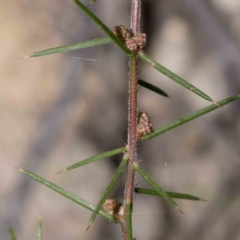 Acacia aculeatissima (Snake Wattle) at Yambulla, NSW - 4 Jun 2023 by Steve63
