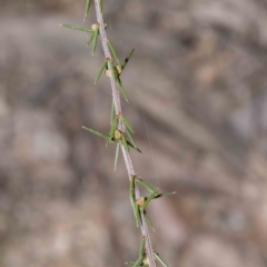 Acacia aculeatissima at suppressed - 5 Jun 2023