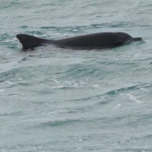 Tursiops truncatus at Mallacoota, VIC - 6 Jun 2023 06:46 PM