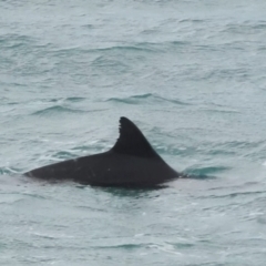 Tursiops truncatus at Mallacoota, VIC - 6 Jun 2023 06:46 PM