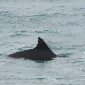 Tursiops truncatus at Mallacoota, VIC - 6 Jun 2023 06:46 PM