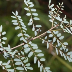 Indigofera australis subsp. australis (Australian Indigo) at Yambulla State Forest - 5 Jun 2023 by Steve63