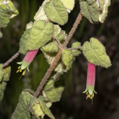 Correa reflexa var. reflexa (Common Correa, Native Fuchsia) at East Boyd State Forest - 4 Jun 2023 by Steve63