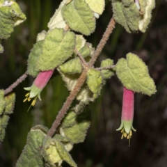 Correa reflexa var. reflexa (Common Correa, Native Fuchsia) at Narrabarba, NSW - 4 Jun 2023 by Steve63