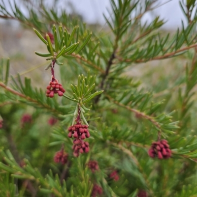 Grevillea sp. (Grevillea) at Cooleman Ridge - 6 Jun 2023 by BethanyDunne