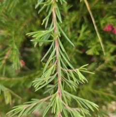 Grevillea sp. at Chapman, ACT - 6 Jun 2023 01:59 PM