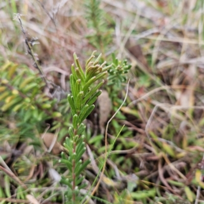 Grevillea lanigera (Woolly Grevillea) at Stromlo, ACT - 6 Jun 2023 by BethanyDunne