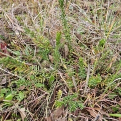 Grevillea lanigera at Stromlo, ACT - 6 Jun 2023