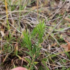 Grevillea lanigera at Stromlo, ACT - 6 Jun 2023